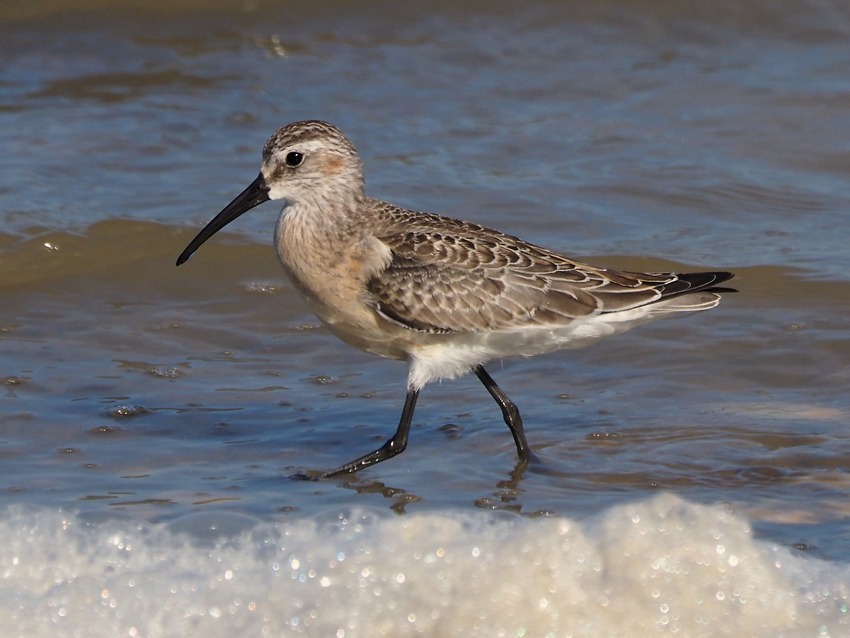 Uccelli alla Salina di Stintino